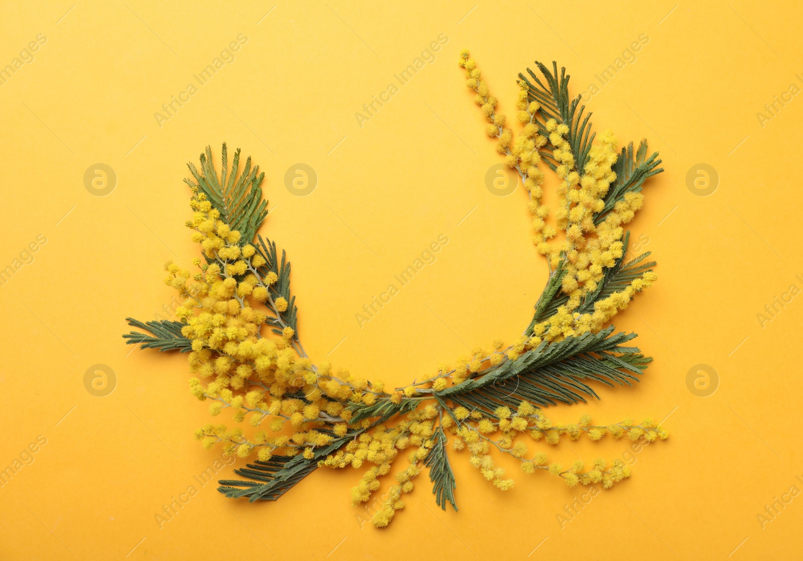 Photo of Beautiful floral composition with mimosa flowers on yellow background, flat lay. Space for text