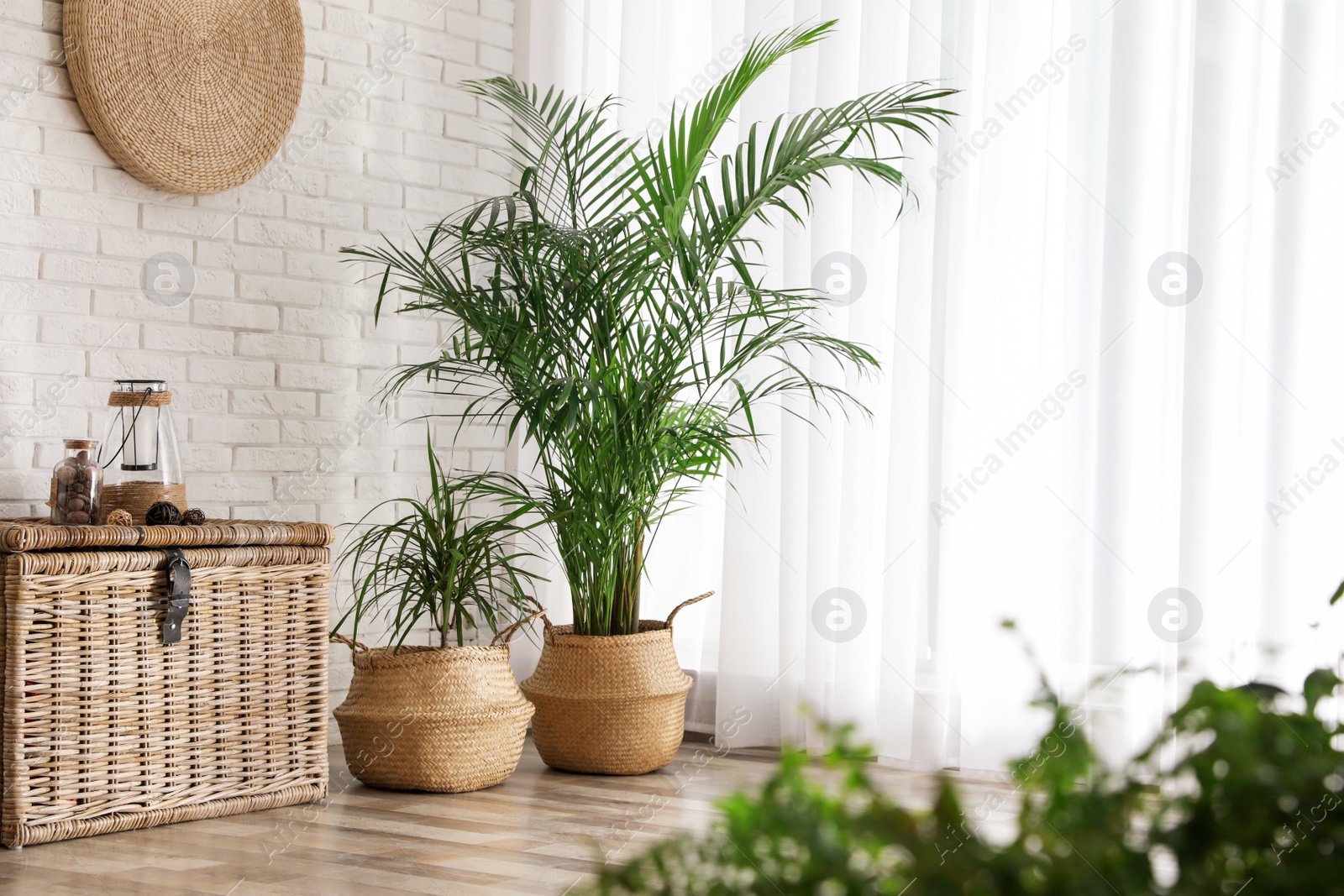 Photo of Beautiful green potted plants in stylish room interior