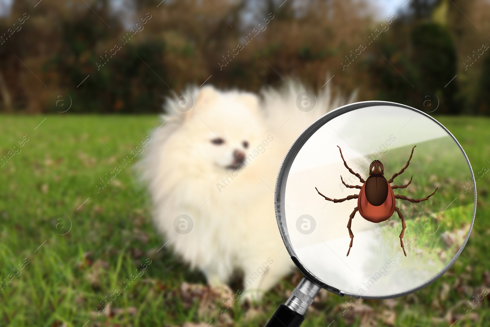 Image of Cute dog outdoors and illustration of magnifying glass with tick, selective focus