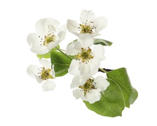 Beautiful blossoming pear tree branch with flowers on white background