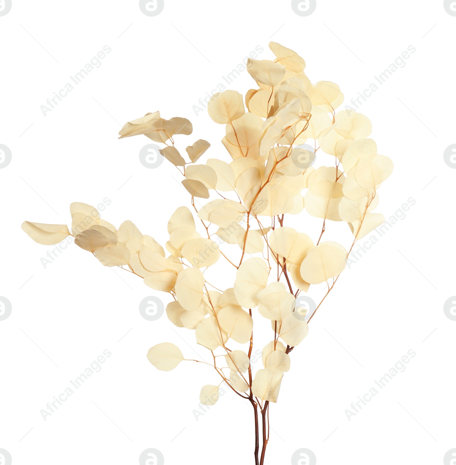 Photo of Beautiful eucalyptus branch with dried leaves on white background