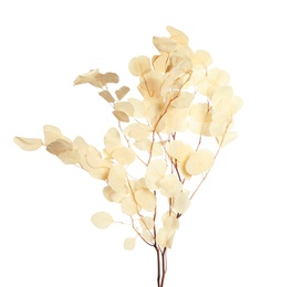 Photo of Beautiful eucalyptus branch with dried leaves on white background