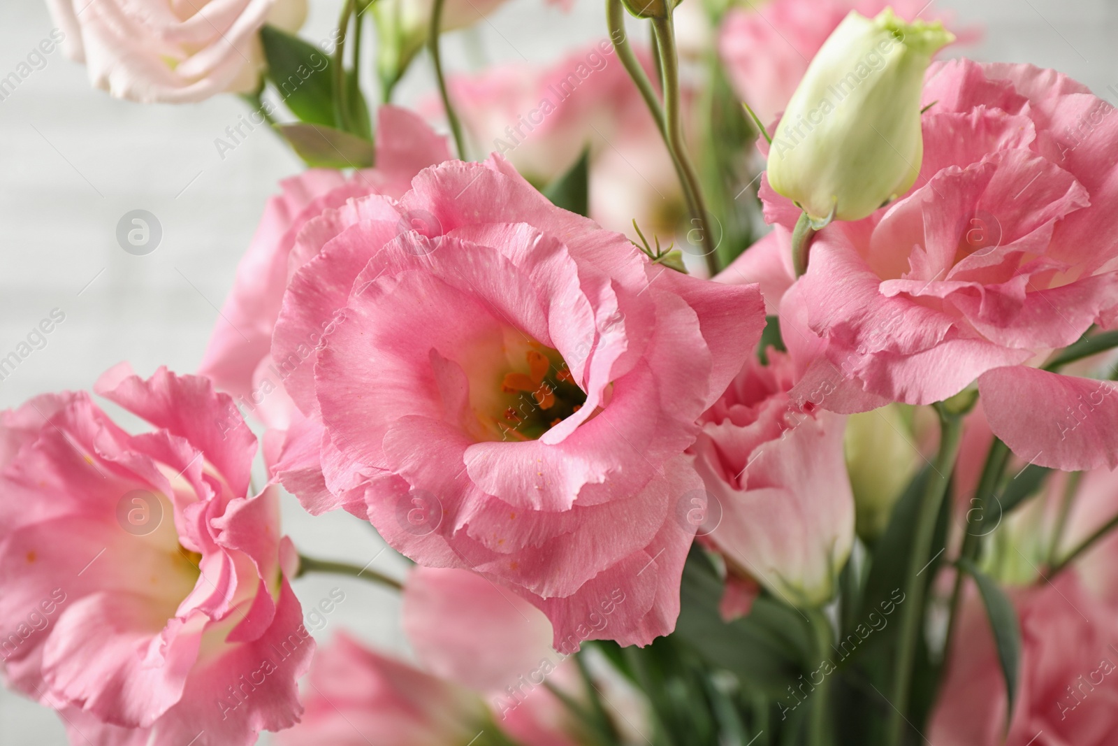 Photo of Beautiful Eustoma flowers on light background, closeup