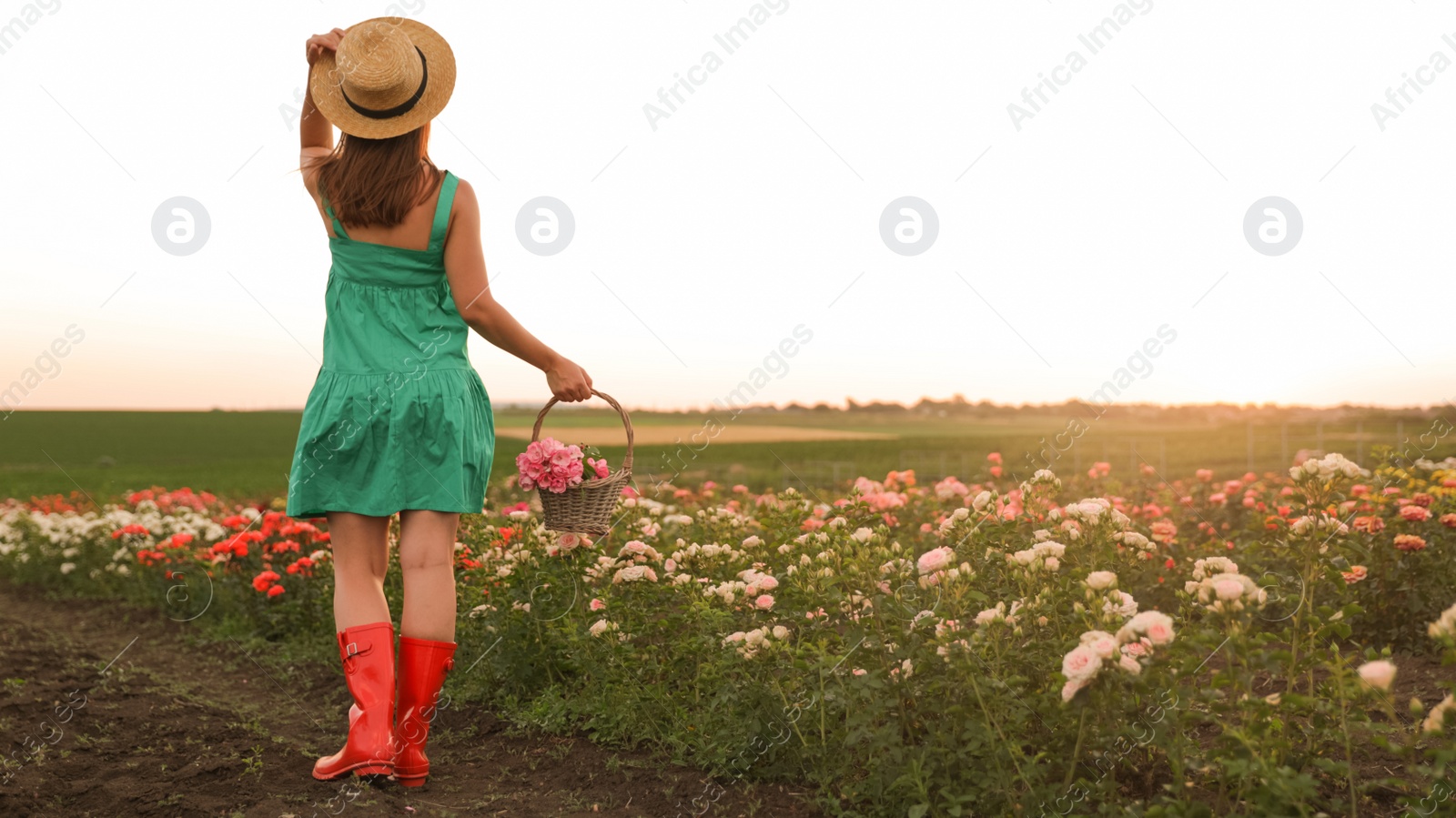 Photo of Woman with basket of roses in beautiful blooming field