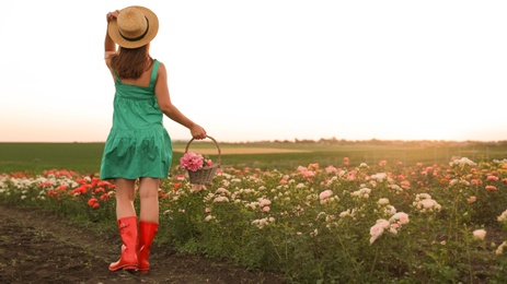 Photo of Woman with basket of roses in beautiful blooming field