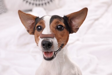 Image of Adorable dog with bone shaped cookie on nose at home