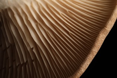 Macro photo of oyster mushroom on black background