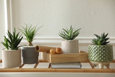 Photo of Many beautiful potted plants on shelf indoors. Floral house decor