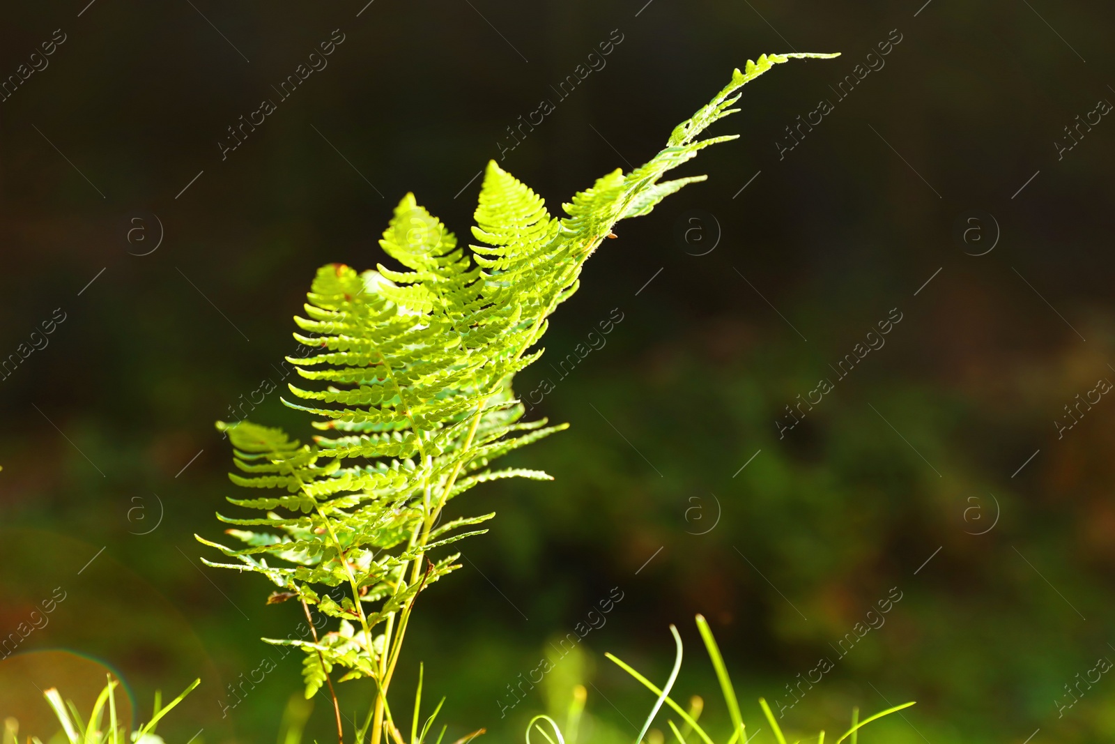 Photo of Fresh green fern leaf on blurred background. Tropical plant