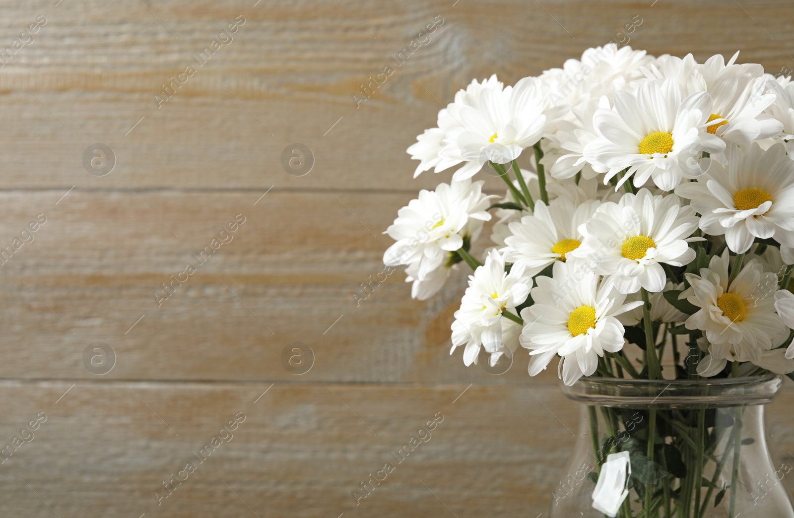 Photo of Beautiful white chrysanthemum flowers in glass vase on background. Space for text