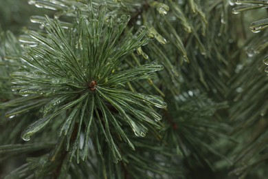 Branch of coniferous tree in ice glaze outdoors on winter day, closeup