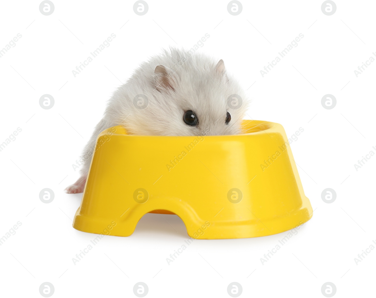 Photo of Cute funny pearl hamster near feeding bowl on white background