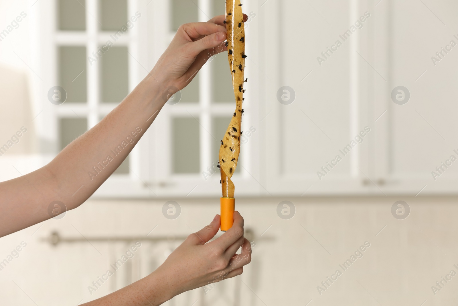Photo of Woman holding sticky insect tape with dead flies in kitchen, closeup