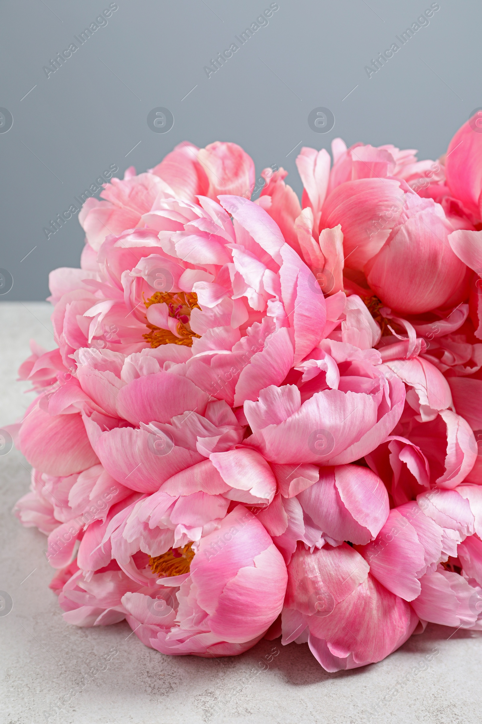 Photo of Beautiful pink peonies on white table against grey background, closeup