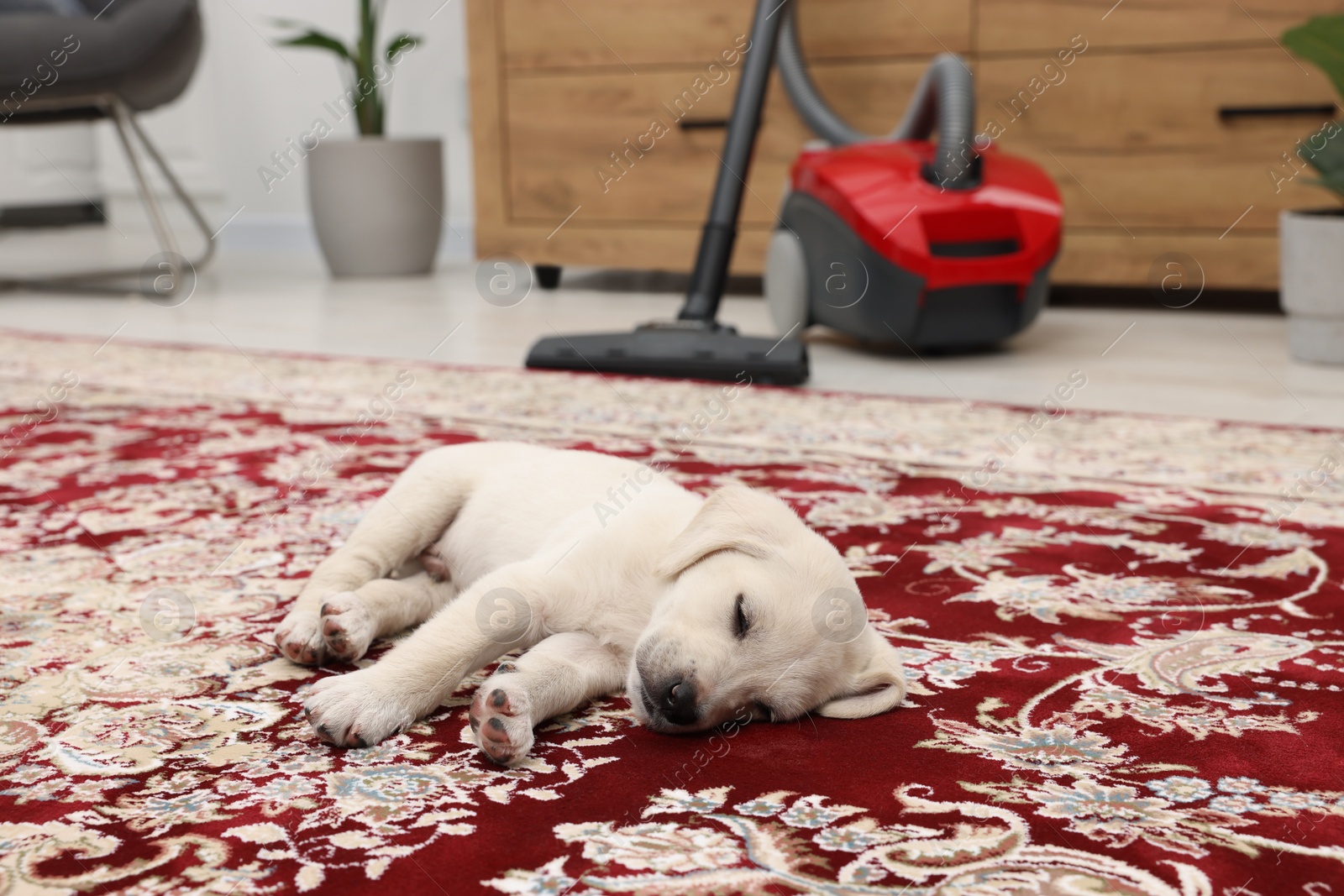 Photo of Cute little puppy sleeping on carpet at home