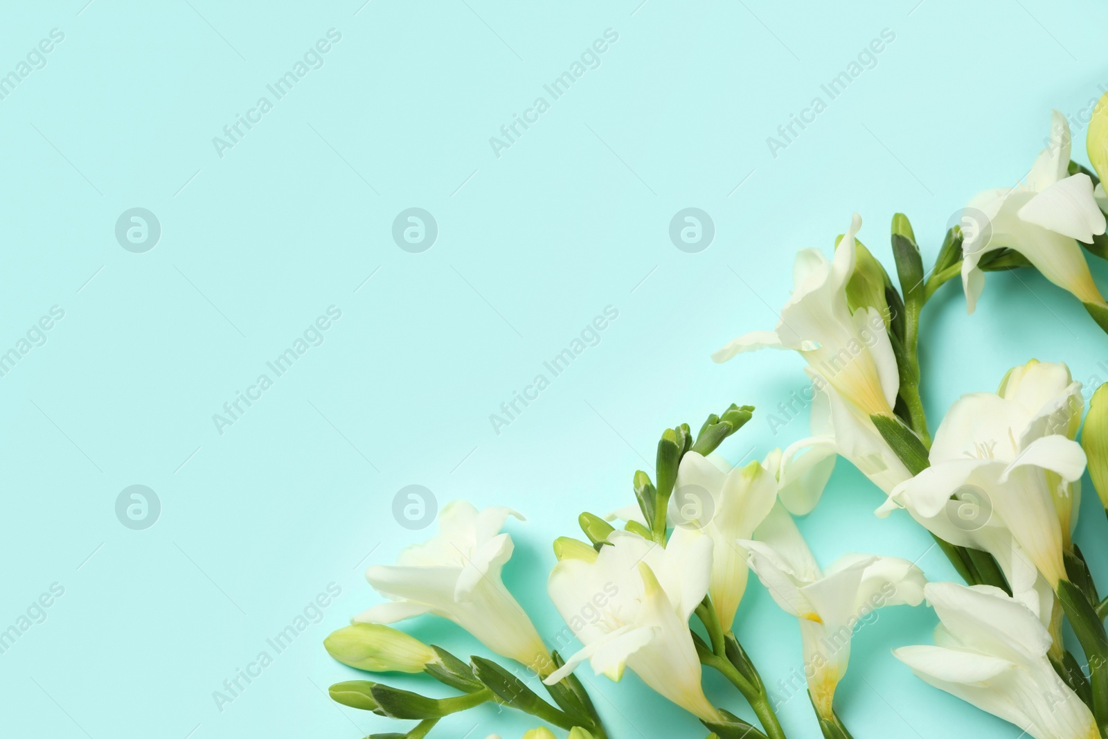 Photo of Beautiful freesia flowers on light blue background, flat lay. Space for text