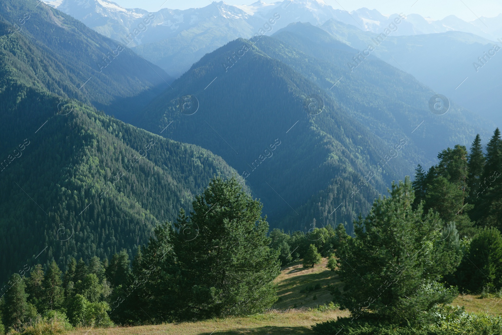 Photo of Picturesque view mountain landscape with meadow and forest on sunny day