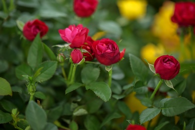 Photo of Beautiful blooming roses, closeup