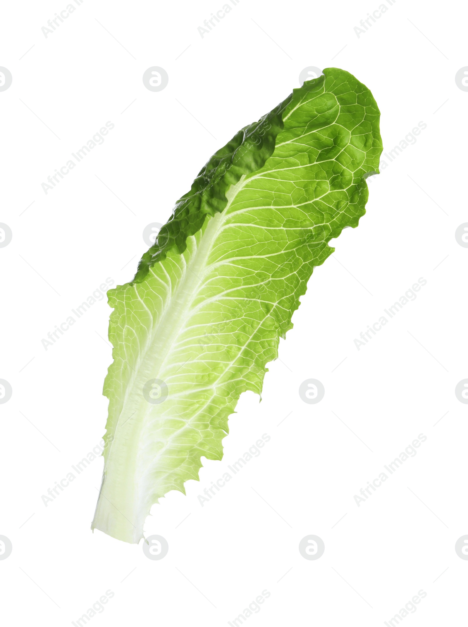 Photo of Fresh leaf of green romaine lettuce isolated on white