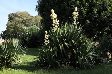 Photo of Beautiful yucca with blooming flowers and other plants outdoors