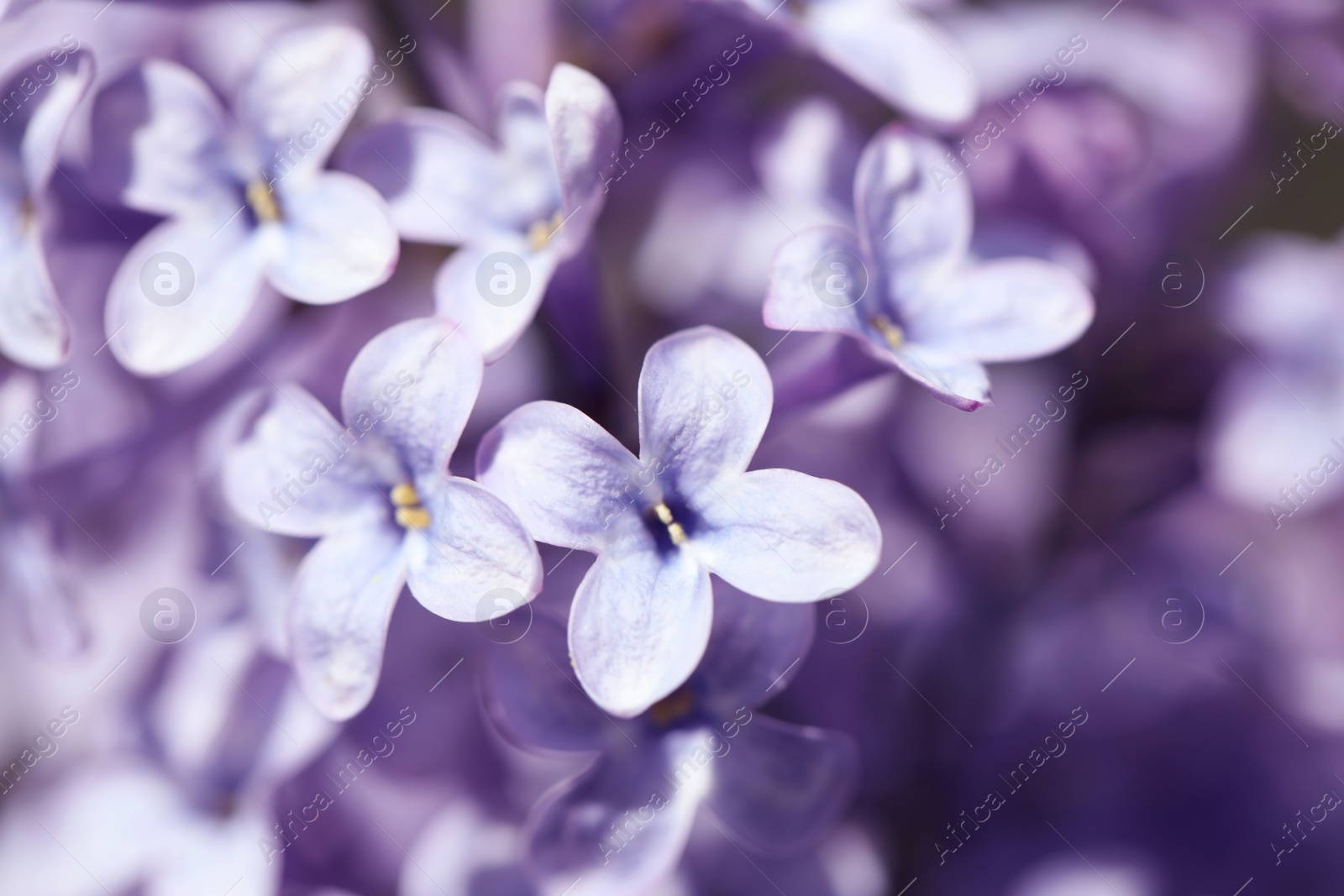 Photo of Closeup view of beautiful blooming lilac shrub outdoors