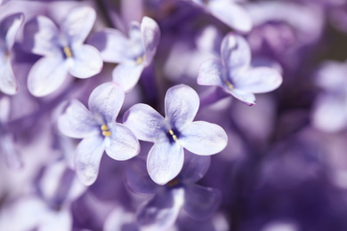 Photo of Closeup view of beautiful blooming lilac shrub outdoors