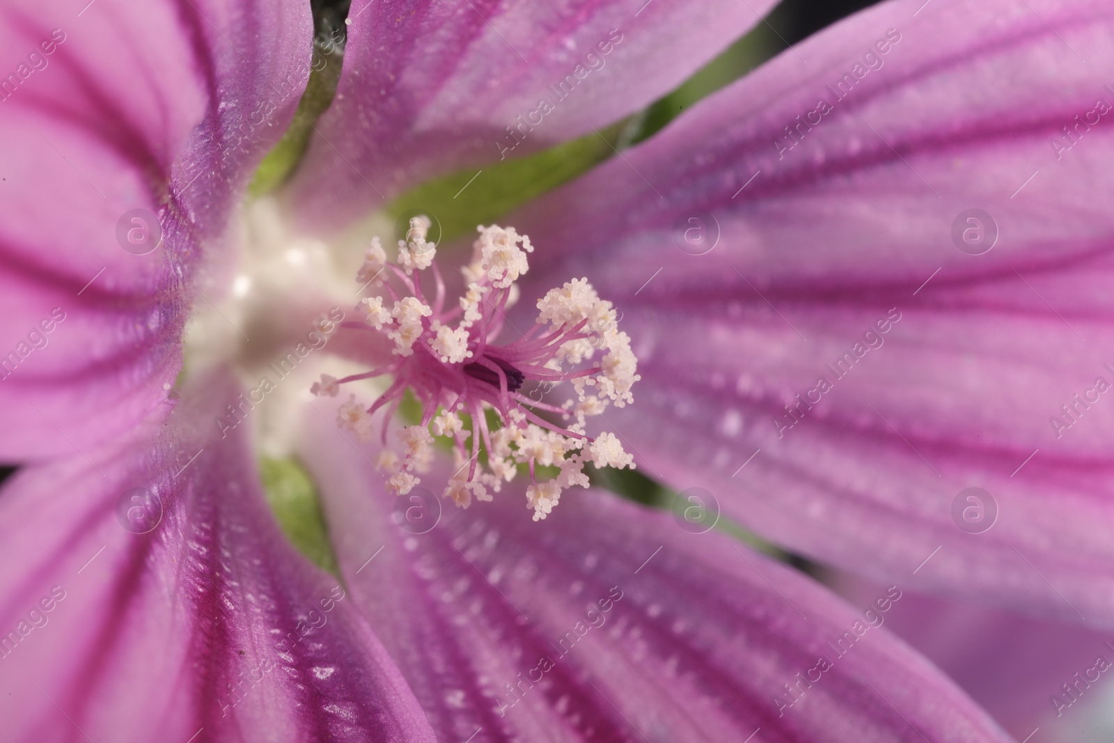 Photo of Beautiful violet Malva flower as background, macro view