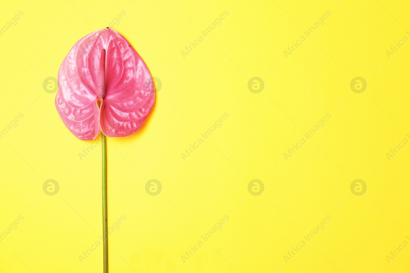 Photo of Beautiful pink anthurium flower on yellow background. Tropical plant