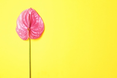 Beautiful pink anthurium flower on yellow background. Tropical plant