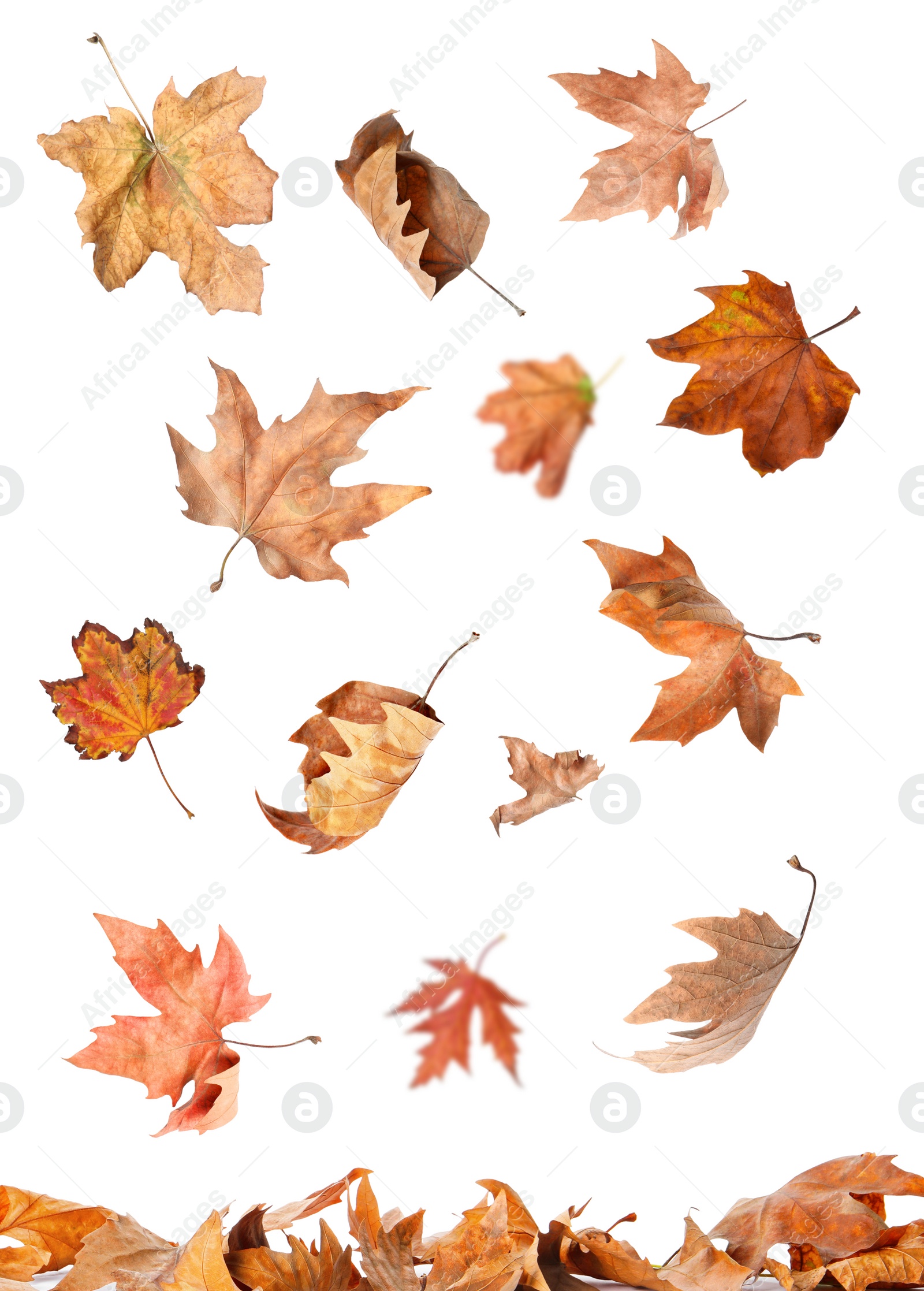 Image of Beautiful autumn leaves falling on white background