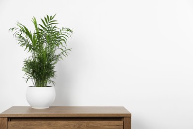 Photo of Potted chamaedorea palm on wooden table near white wall, space for text. Beautiful houseplant