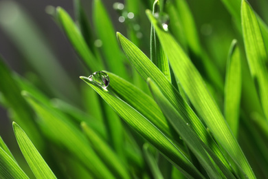 Photo of Green lush grass with water drops on blurred background, closeup