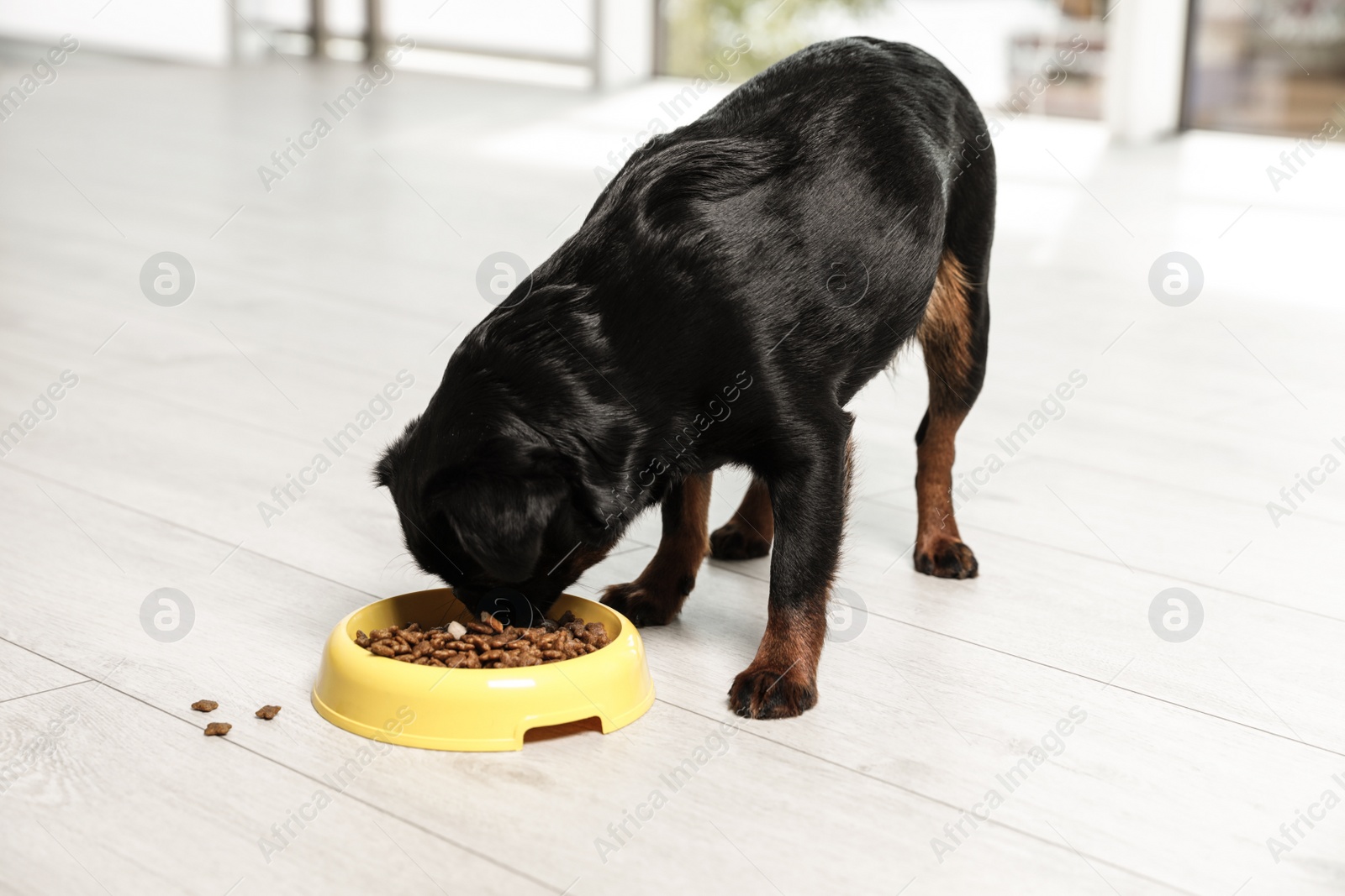 Photo of Adorable black Petit Brabancon dog with feeding bowl on wooden floor