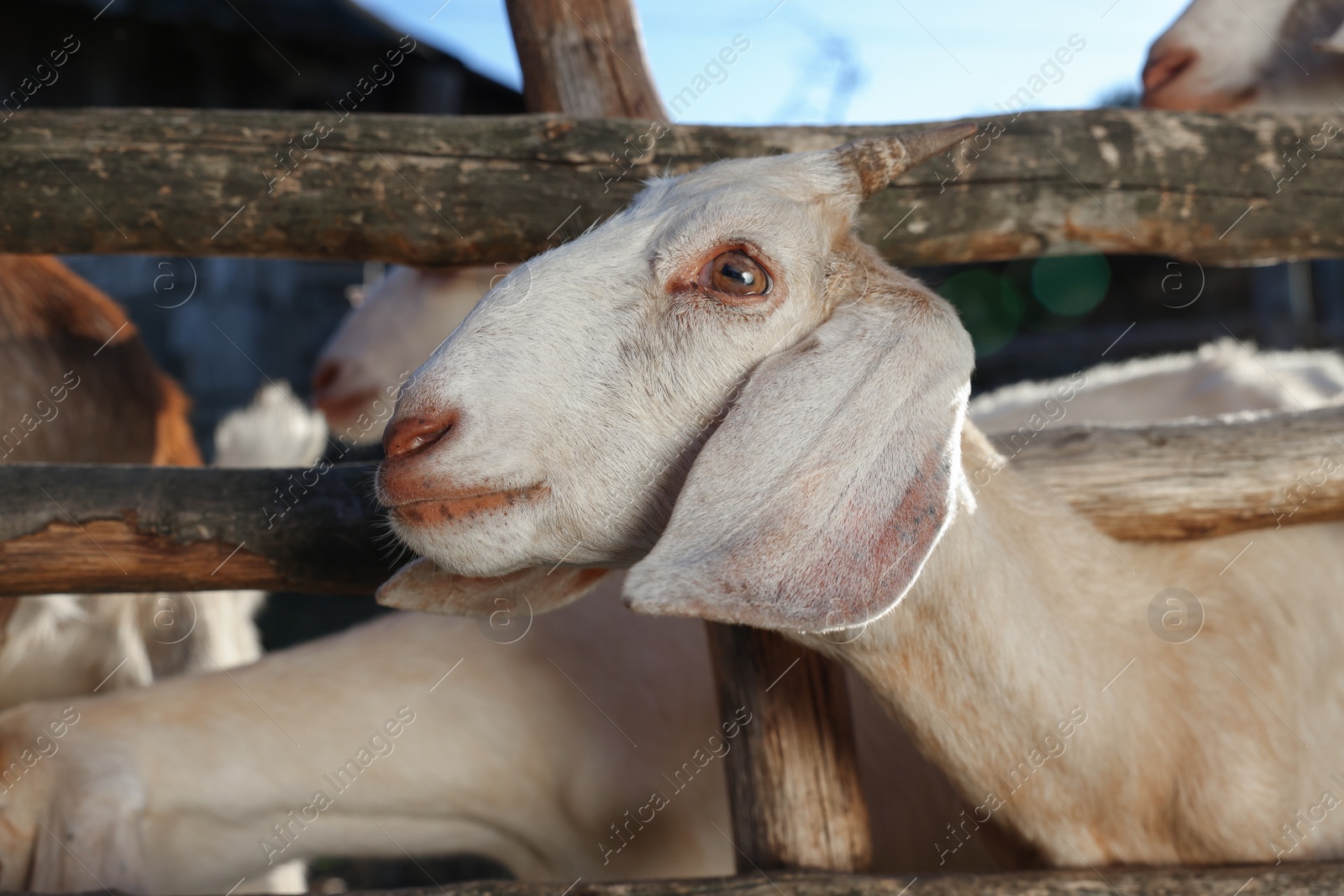 Photo of Cute goats inside of paddock outdoors on sunny day