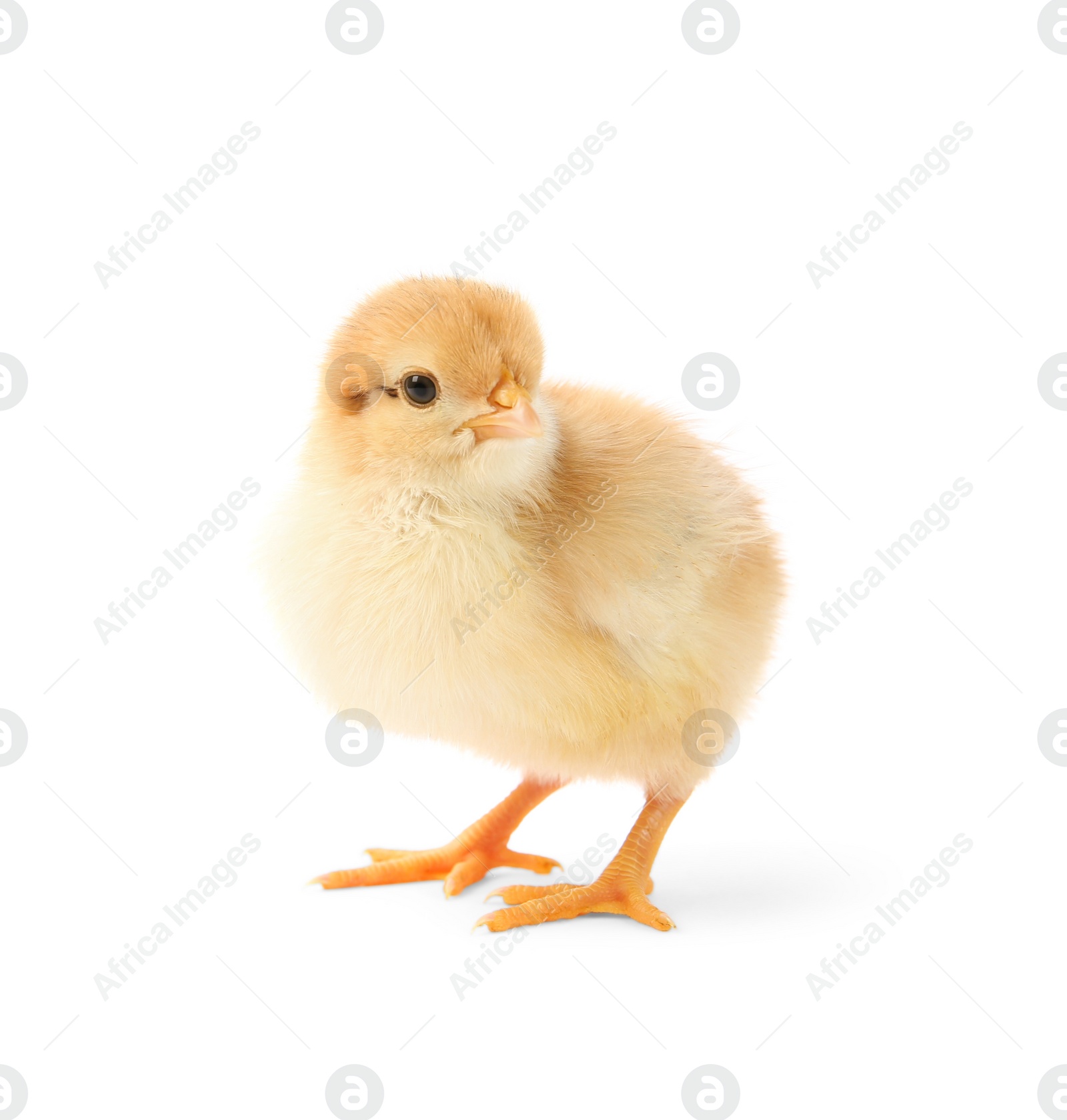 Photo of One cute chick isolated on white. Baby animal