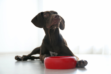 German Shorthaired Pointer dog with bowl indoors