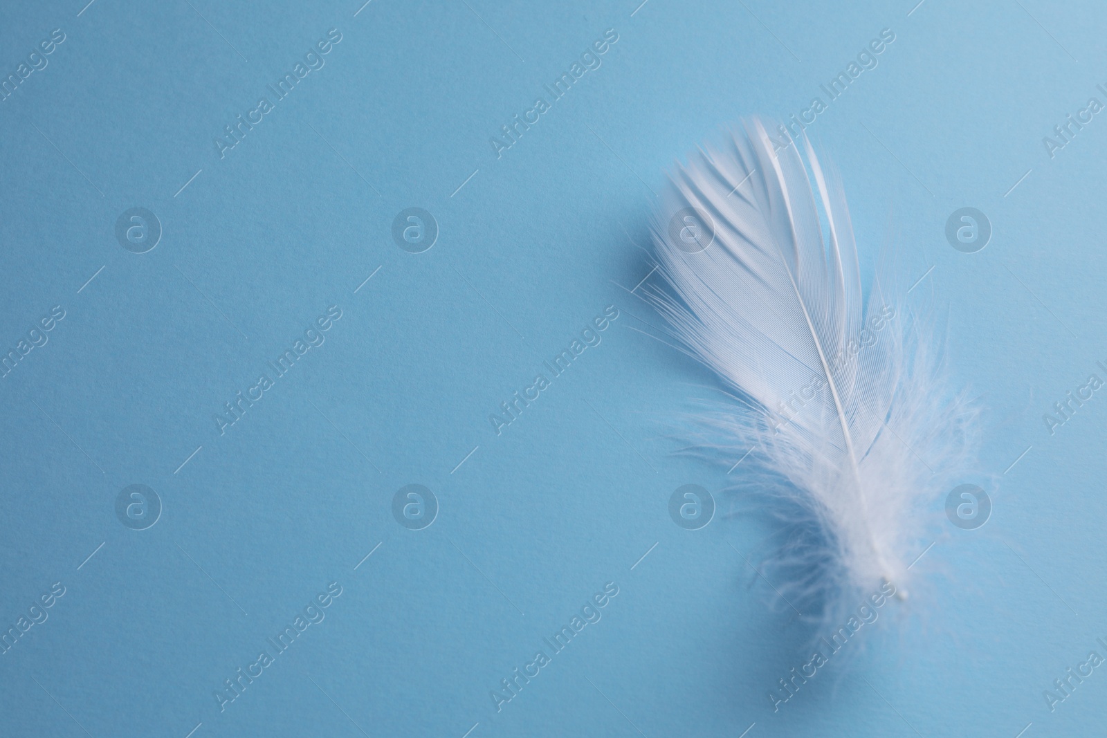 Photo of Fluffy white feather on light blue background, top view. Space for text