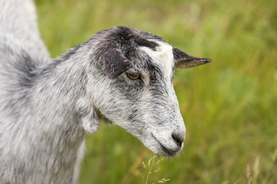 Photo of Cute grey goatling in field, closeup. Animal husbandry
