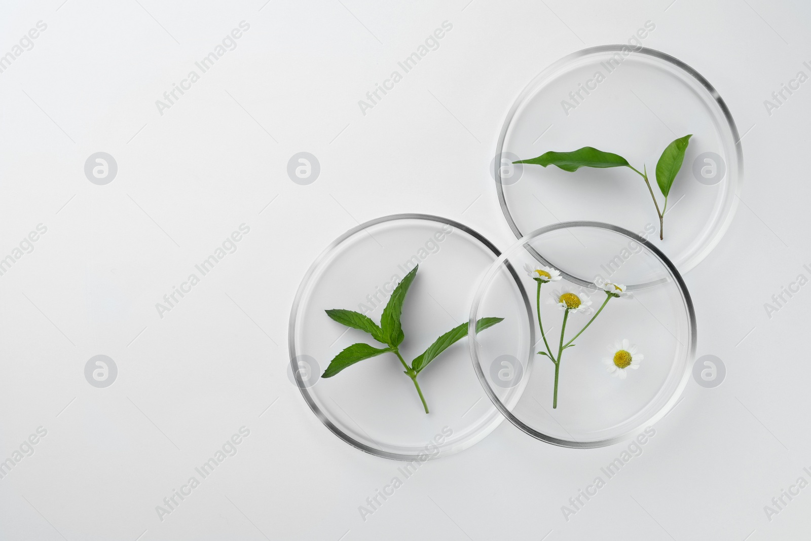 Photo of Petri dishes with different plants on white background, top view. Space for text