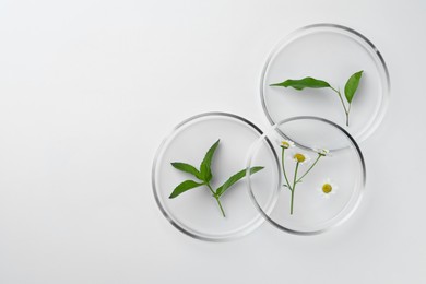 Petri dishes with different plants on white background, top view. Space for text