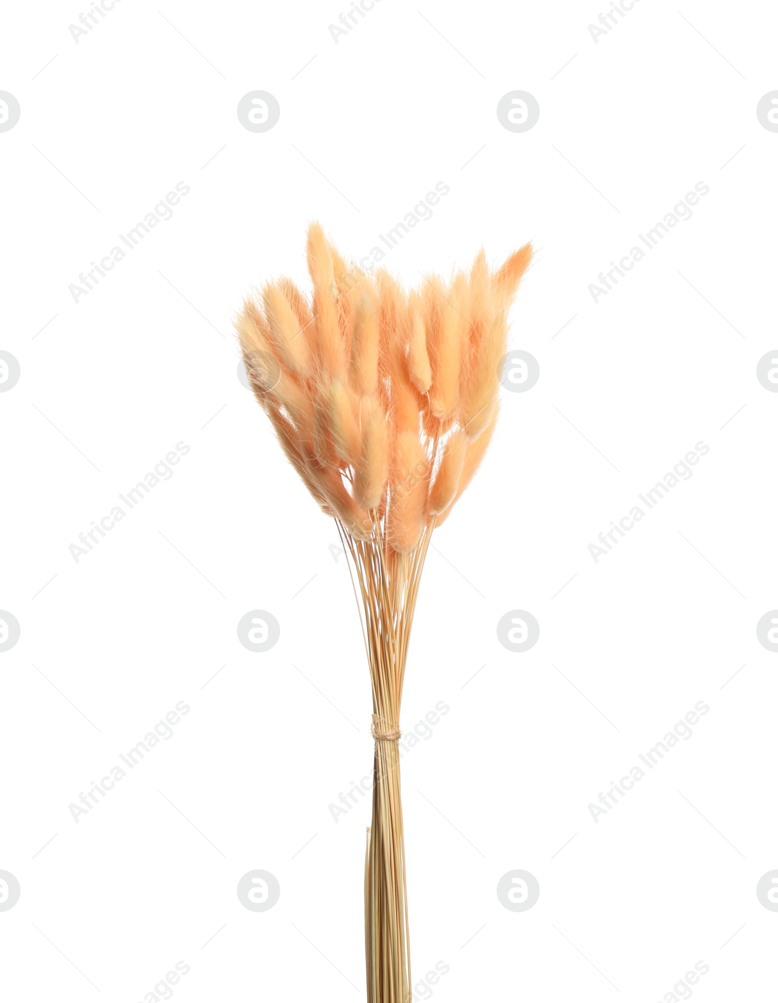 Photo of Bouquet of dried flowers on white background