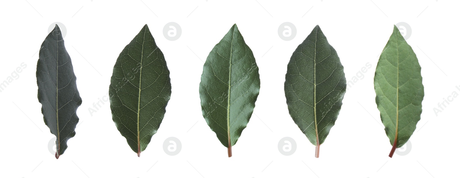 Image of Collage with fresh bay leaves on white background