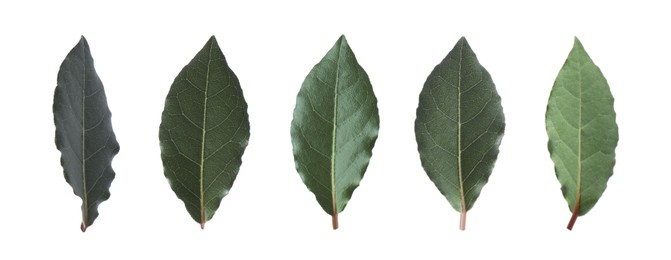 Image of Collage with fresh bay leaves on white background