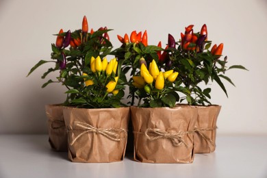 Photo of Capsicum Annuum plants. Many potted multicolor Chili Peppers on light grey background