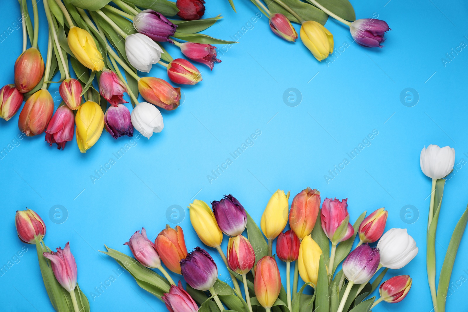 Photo of Beautiful colorful tulip flowers on light blue background, flat lay. Space for text
