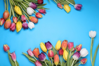 Beautiful colorful tulip flowers on light blue background, flat lay. Space for text