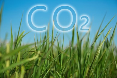 Image of Reduce CO2 emissions. Green grass in field on sunny day, closeup