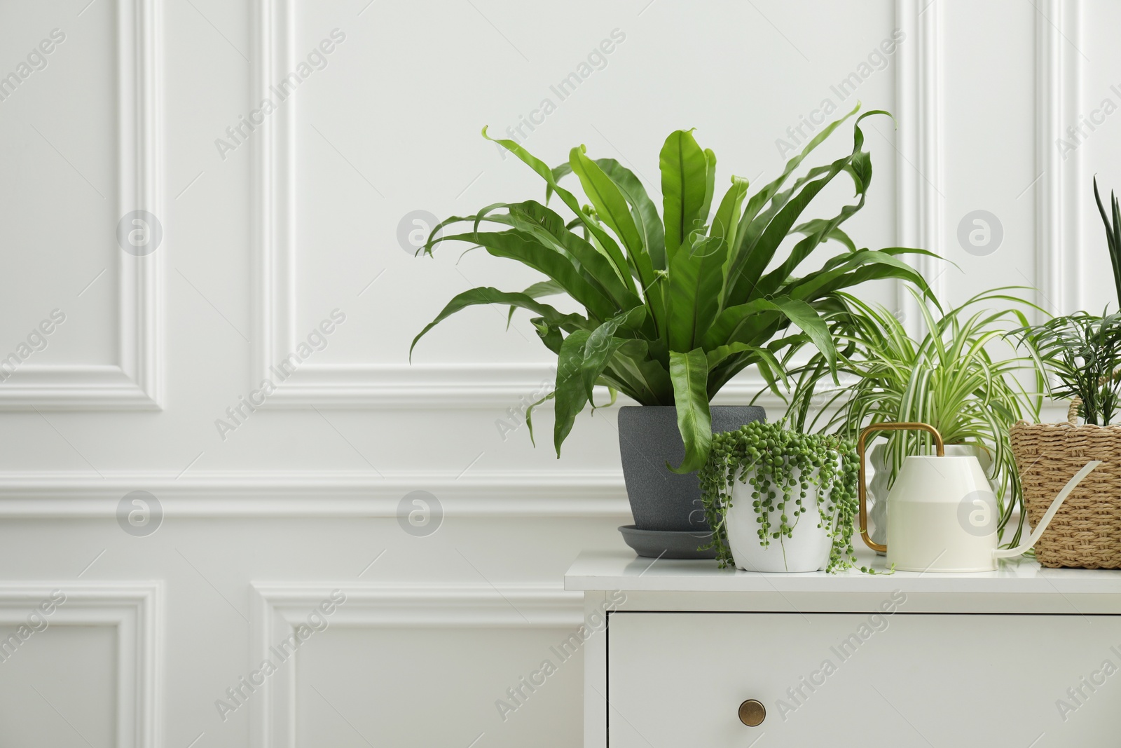 Photo of Green potted houseplants on chest of drawers near white wall. Space for text