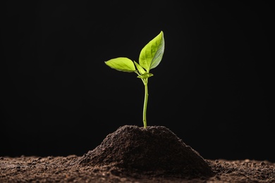 Photo of Young seedling in soil on black background