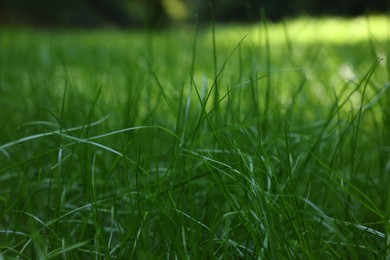 Photo of Beautiful lawn with green grass outdoors, closeup